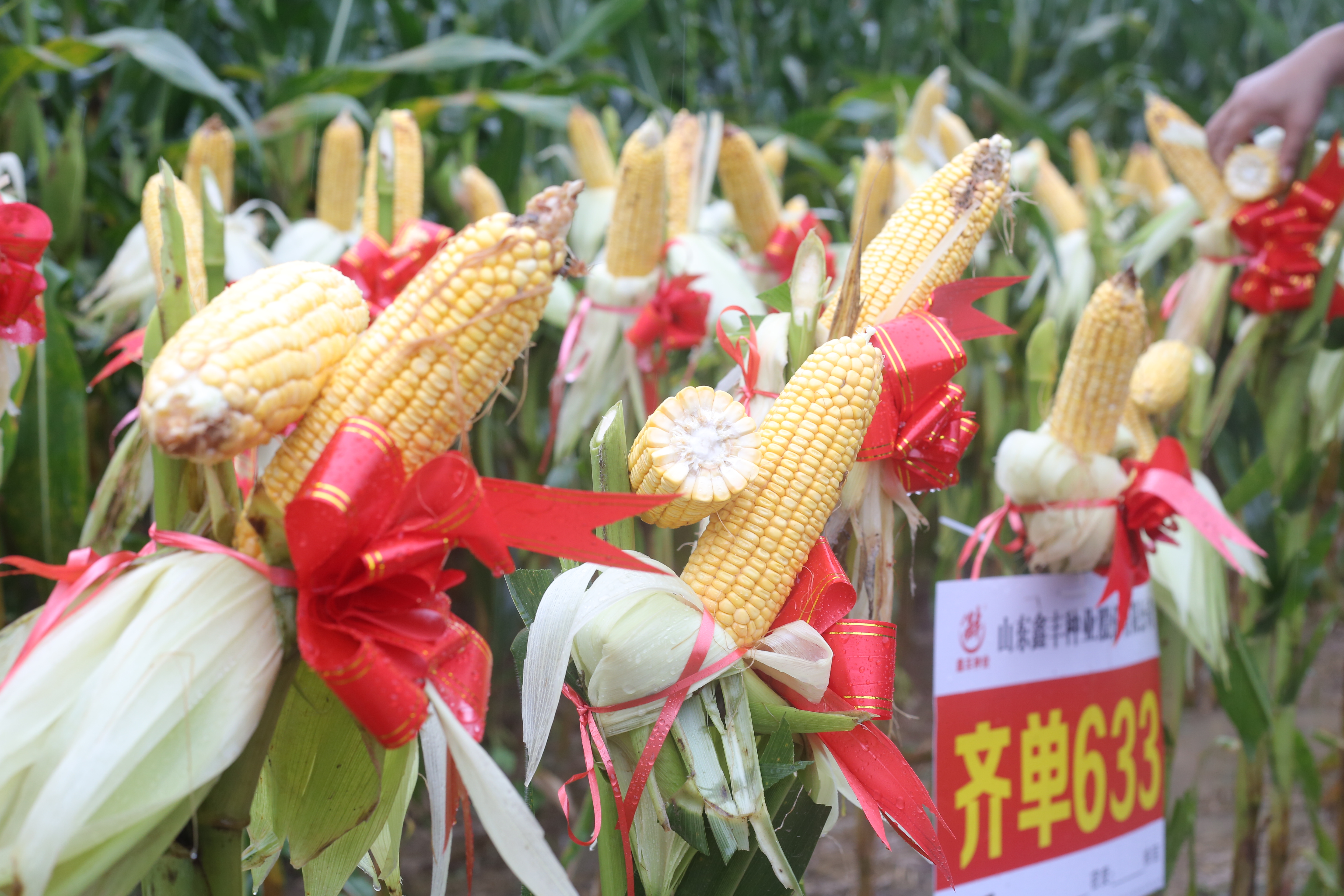 1698112190790746X0wt.jpg 1698112190790746X0wt.jpg