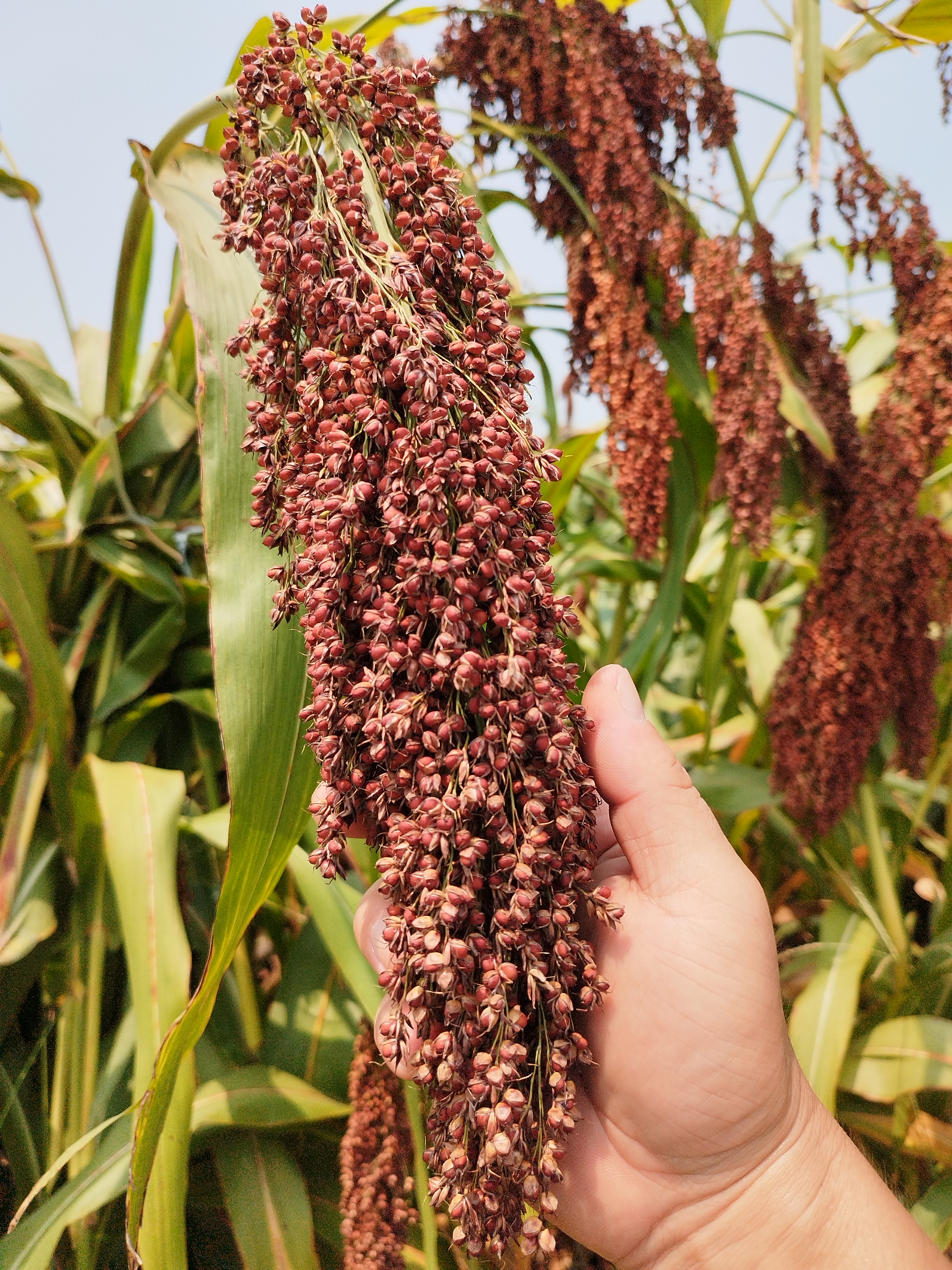 1698112223171011uC49.jpg 1698112223171011uC49.jpg